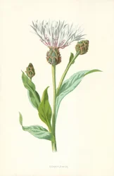 Aciano