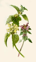 Urtiga-morta - vermelho e branco, 1877.