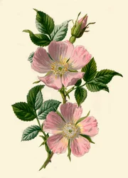 Dog-Rose, 1877.