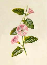 Campo-Convólvulo, 1877.