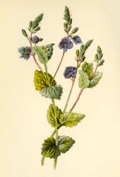 Germander Speedwell, 1877.