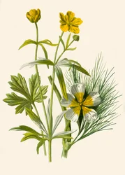 Cachinhos Dourados. Ranúnculo da água, 1877.