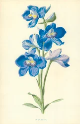 Larkspur