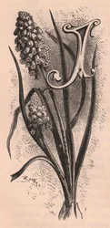 Letra J, letra de boné, gravura, cm 10x5, de Frederick Edward Hulme (1841-1909) de The familiar Garden Flower, circa 1880