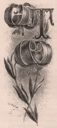 Letra T, letra maiúscula, gravura, cm 10x5, de Frederick Edward Hulme (1841-1909) de The familiar Garden Flower, cerca de 1880