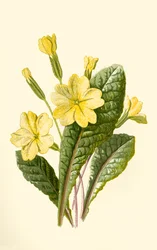 Prímula, 1877.