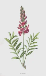 Sainfoin (cromolitho)