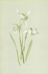 Snowdrop
