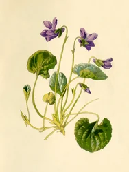 Violeta doce, 1877.