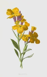 Wallflower (cromolitho)