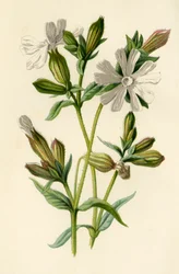 Campion Branco, 1877.