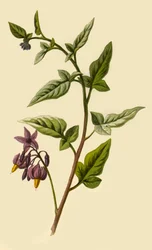 Solano lenhoso, 1877
