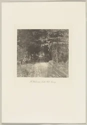 Bosque de abetos perto de Leith Hill, Surrey