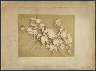 Flor de macieira
