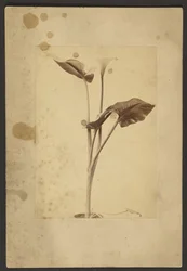 [Calla Lily]