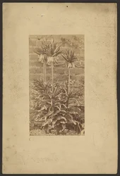 [Planta]