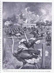 A destruição da fazenda do Dr. Smarts e a reviravolta dos avestruzes, de After Pretoria: The Guerilla War, publicado pela Harmsworth Bros Limited, 1901