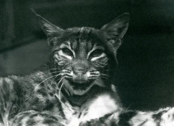 Um bebê LynxBobcat lambendo os lábios, zoológico de Londres, em junho de 1925
