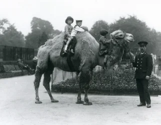 Um passeio de camelo-bactriano com o guardião Harry Warwick no Zoológico de Londres, em junho de 1924