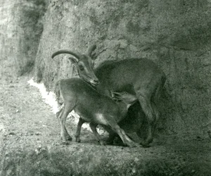 A Sheep BarbaryAoudadWaddanAruiArruis alimentando seu cordeiro no Mappin Terraces, London Zoo, em agosto de 1927