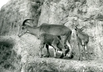 Uma ovelha Barbary/Aoudad/Waddan/Arui/Arruis com seus dois filhotes no Mappin Terraces, Jardim Zoológico de Londres, agosto de 1927 (foto a p/b)