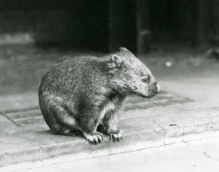 Um Wombat de Cabelo Bare-nosed/Comum/Coarse Haired sentado no chão no Jardim Zoológico de Londres em 1929 (foto a p/b)
