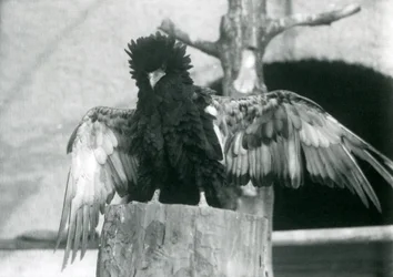 Águia Bateleur, fica, ligado, um, toco árvore, e, espalhe, seu, asas, londres, jardim zoológico, 1925
