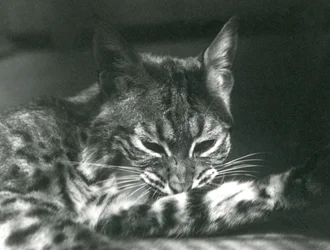 Um grooming do LynxBobcat da baía