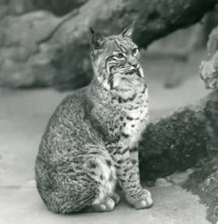 A Bay Lynx ou Bobcat sentando-se no zoológico de Londres, em março de 1927