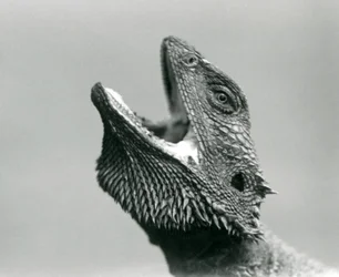 Um Dragão Barbudo olhando para cima e para o espaço, Jardim Zoológico de Londres, Agosto de 1928 (foto a p/b)