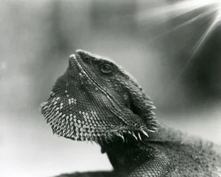 Um Lagarto Barbudo a olhar para o Jardim Zoológico de Londres em 1930 (foto a p/b)
