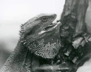Um Lagarto Barbudo com a boca aberta, agarrado a uma filial, o Jardim Zoológico de Londres