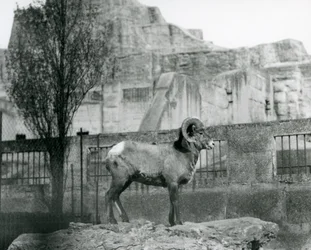 Um carneiro Bighorn Sheep em pé sobre uma rocha, olhando para o seu recinto aos pés do Mappin Terraces, Jardim Zoológico de Londres. 1931 (foto a p/b)
