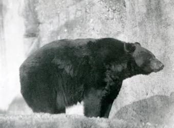 Um urso-negro no seu recinto, nos Terraços Mappin, no Jardim Zoológico de Londres em 1924