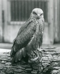 Um milhafre-preto a descansar num tronco, Jardim Zoológico de Londres, agosto de 1926