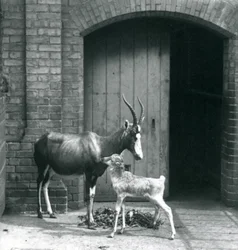 Um bezerro Blesbok com sua mãe no zoológico de Londres, em junho de 1914