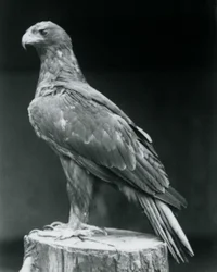 Uma águia carregada de pé sobre um toco de árvore no zoológico de Londres em junho de 1926