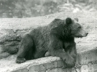Um urso pardo descansando em uma borda no zoológico de Londres em 1924