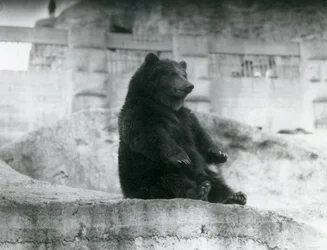 Um urso pardo sentado em seu recinto no sopé dos terraços de Mappin no zoológico de Londres, em setembro de 1921
