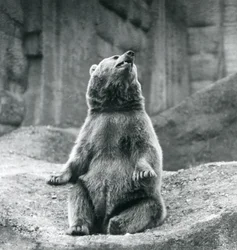 Um urso pardo sentado em uma borda rochosa no zoológico de Londres em setembro de 1927