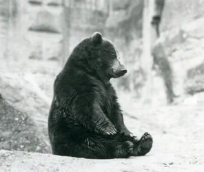Um urso pardo sentado nas rochas dos terraços de Mappin, zoológico de Londres, em junho de 1928