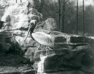 Um Pelicano-pardo em pé sobre as rochas no zoológico de Londres em junho de 1927