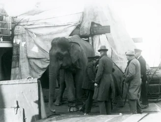 Um Elefante birmanês abrigado parcialmente sob uma lona no convés, com um treinador e outros quatro homens, viajando para o Jardim Zoológico de Londres em 1927 (foto a p/b)