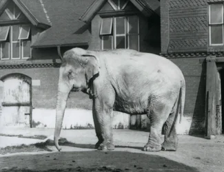 Um Elefante birmanês à porta da Casa do Elefante, Jardim Zoológico de Londres