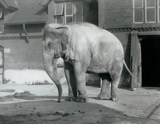 Um Elefante birmanês à porta da Casa do Elefante no Jardim Zoológico de Londres em 1929 (foto a p/b)