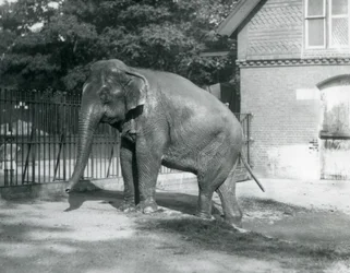 Um Elefante birmanês a sair de uma piscina no seu recinto, o Jardim Zoológico de Londres