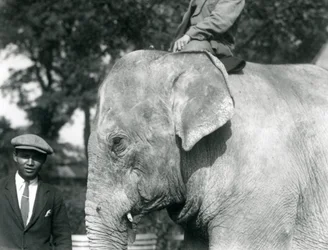 Um elefante birmanês com seu treinador e outro homem, o zoológico de Londres, em setembro de 1926
