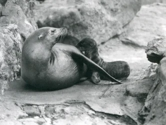 Um leão-marinho da Califórnia amamentando seu filhote de uma hora, o Zoológico de Londres, em julho de 1925