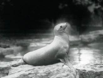 Um, leão marinho califórnia, sentando, ligado, um, rocha, ao lado, dela, piscina, londres, jardim zoológico, setembro, 1925