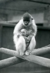 Um Langur tampado que guarda o bebê ao sentar-se em um feixe. Zoológico de Londres, 6 de outubro de 1913